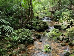 -海南热带雨林国家公园吊罗山景区
