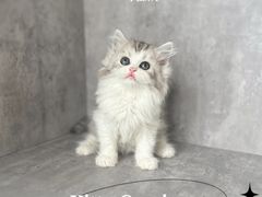 -小猫来了·猫舍(红山六九七九店)