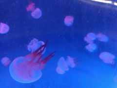 -北戴河圣蓝海洋公园