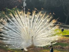 -昆明动物园