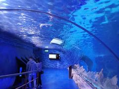 -迪拜水族馆及水下动物园