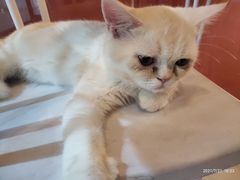 -猫爷宠物生活馆·撸猫馆