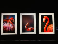 -罗红摄影艺术馆