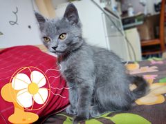 -关爱宠物医院·猫科中心·消化科(滨湖万达分院)