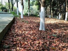 -铁山坪森林公园