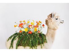 -荷兰布尔玛国际花艺学院