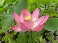 -上海鲜花港
