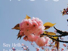 -高东镇樱花园