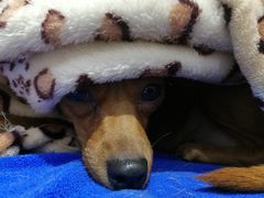 -新一番三文鱼寿司(红城湖店)