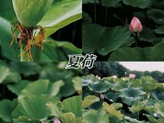 -梁鸿国家湿地公园