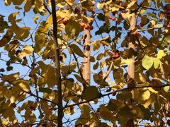 -哈密回王府景区