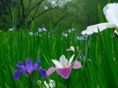 -上海共青森林公园