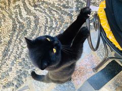 -喵屿·大理花园猫咖