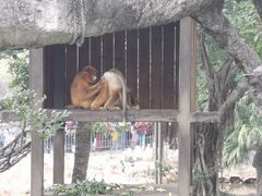 -深圳野生动物园