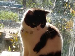 -海边的猫和咖啡馆
