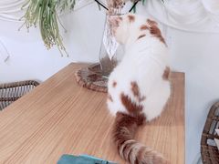-共舞时光猫咖·狗咖(新街口店)
