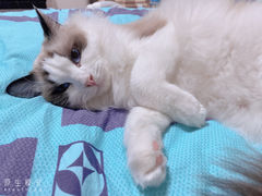 -喵百万·布偶·蓝金金渐层英短·猫舍(百子湾店)