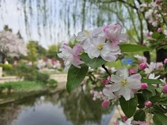-海棠花溪(元大都城垣遗址公园)
