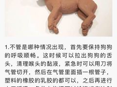 -申普宠物医院·心脏介入·心血管微创(总院)