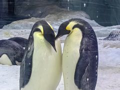 -珠海长隆海洋王国