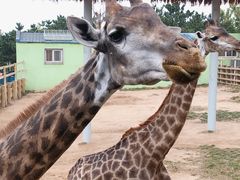 -西霞口神雕山野生动物世界