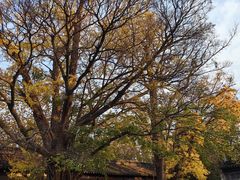 -苏州文庙(姑苏区)