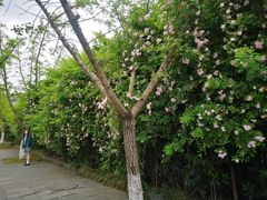 -龙潭水乡
