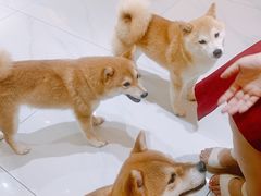 -柴源莊·柴小宠柴犬咖啡