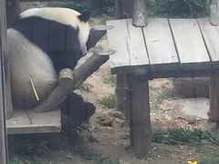 -大连森林动物园熊猫馆纪念品商店