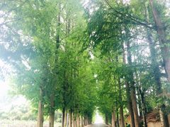 -黑河国家森林公园