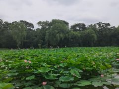 -北陵公园
