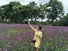 -大塘金香草谷