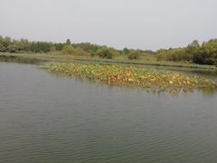 -溱湖国家湿地公园