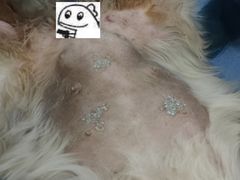 -瑞鹏宠物医院·爱宠堂·骨外专科(西荷分院)