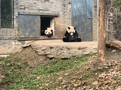 -都江堰中华大熊猫苑