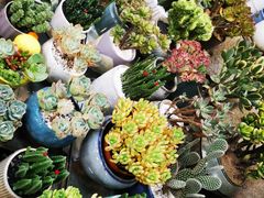 -双季花艺园艺市场(浦东店)