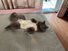 -联合动物医院(光谷诊疗中心)