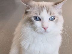 -飞行喵MR PILOT|猫舍·猫咖(静安大融城店)