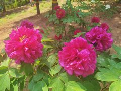 -北京西山国家森林公园