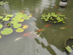 -碧江金楼