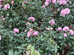 -人民公园(罗湖区)