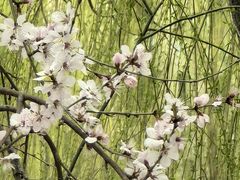 -桃花堤公园