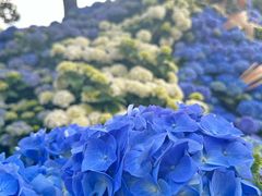 -上海鲜花港