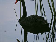 -昆山城市生态森林公园