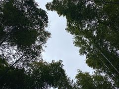 -蜀南竹海景区