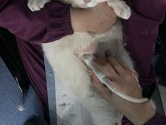 -顺强宠物诊所·狂犬免疫·夜诊·骨科(嘉定店)