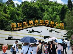 -西双版纳原始森林公园