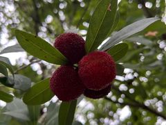 -宝岩生态观光园