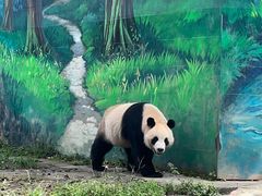 -中国大熊猫保护研究中心雅安碧峰峡基地