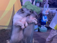 -正佳雨林生态植物园